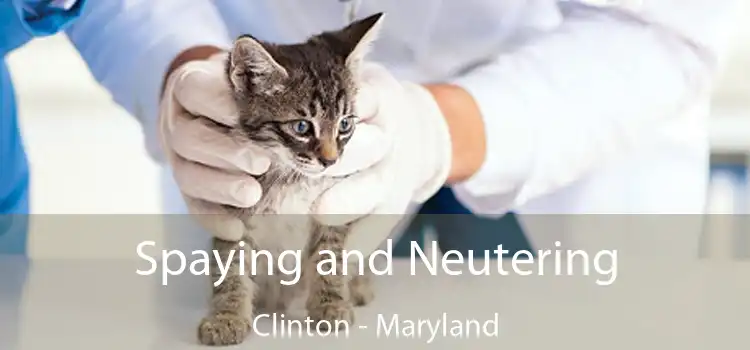 Spaying and Neutering Clinton - Maryland