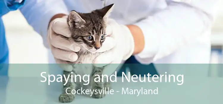 Spaying and Neutering Cockeysville - Maryland