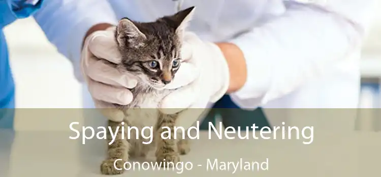 Spaying and Neutering Conowingo - Maryland