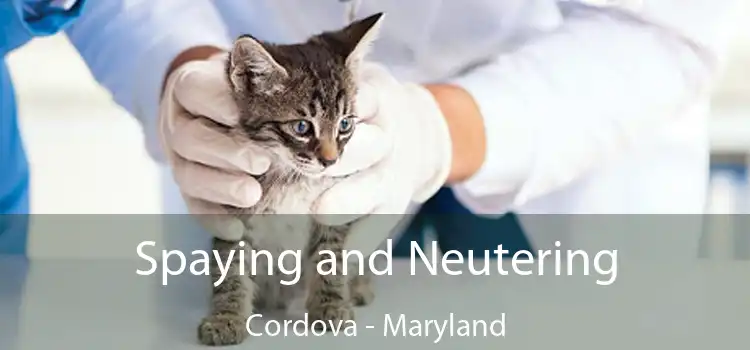 Spaying and Neutering Cordova - Maryland