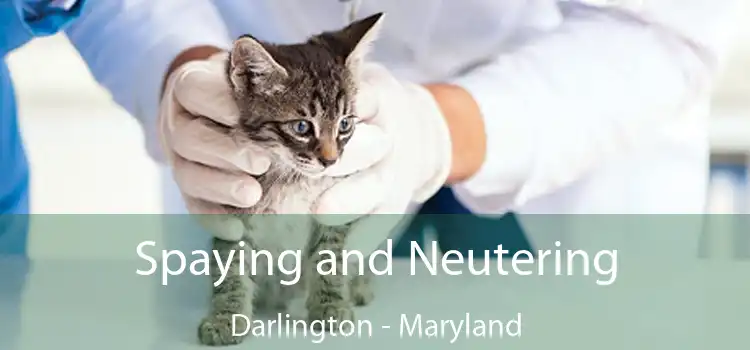 Spaying and Neutering Darlington - Maryland