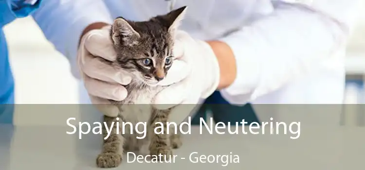 Spaying and Neutering Decatur - Georgia