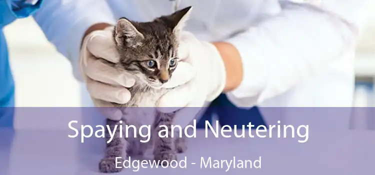 Spaying and Neutering Edgewood - Maryland