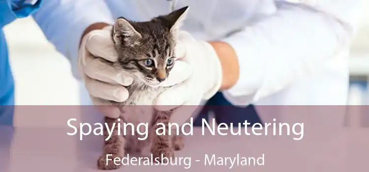 Spaying and Neutering Federalsburg - Maryland