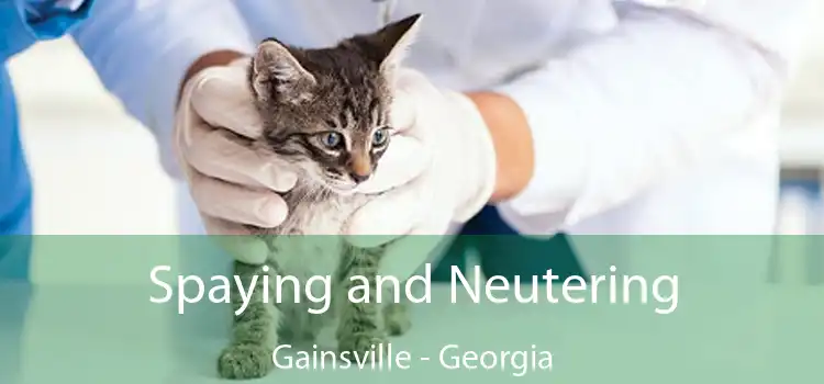 Spaying and Neutering Gainsville - Georgia