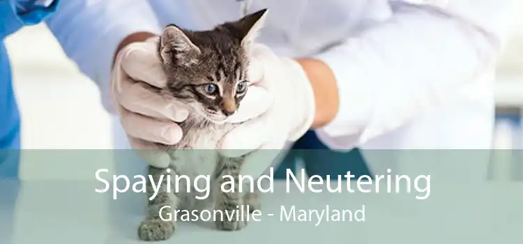 Spaying and Neutering Grasonville - Maryland