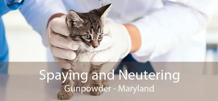 Spaying and Neutering Gunpowder - Maryland