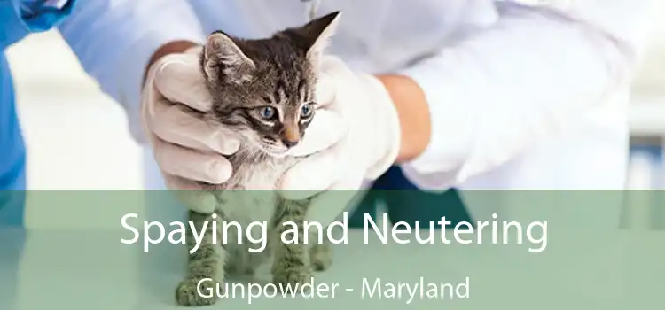 Spaying and Neutering Gunpowder - Maryland