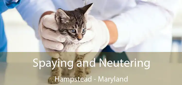 Spaying and Neutering Hampstead - Maryland