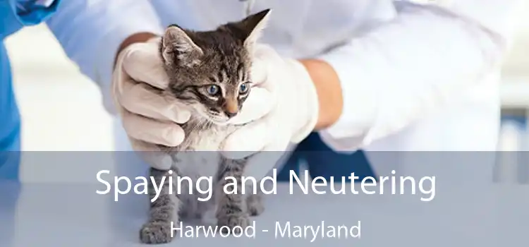 Spaying and Neutering Harwood - Maryland