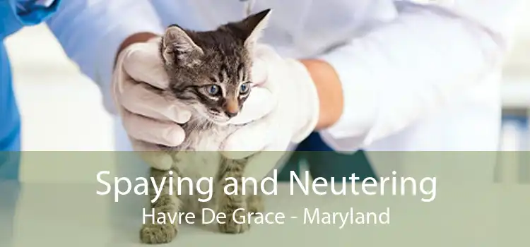 Spaying and Neutering Havre De Grace - Maryland