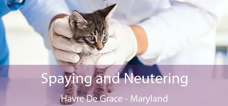 Spaying and Neutering Havre De Grace - Maryland