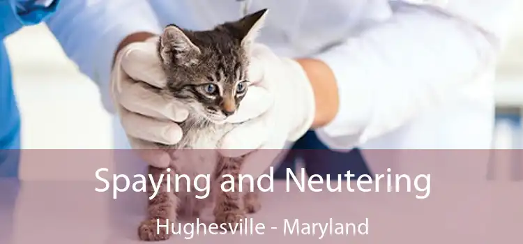 Spaying and Neutering Hughesville - Maryland