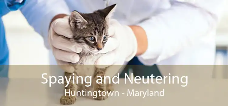 Spaying and Neutering Huntingtown - Maryland