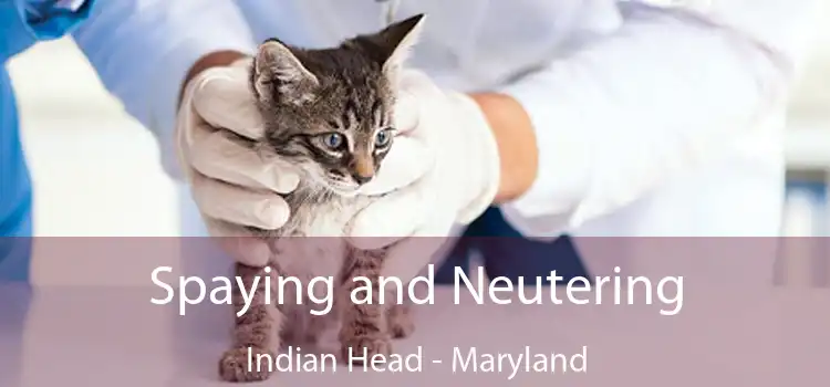 Spaying and Neutering Indian Head - Maryland