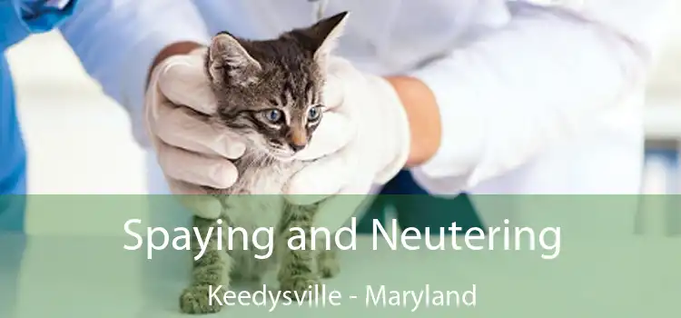 Spaying and Neutering Keedysville - Maryland