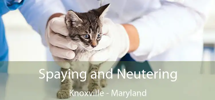 Spaying and Neutering Knoxville - Maryland