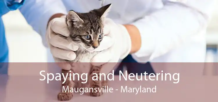 Spaying and Neutering Maugansville - Maryland