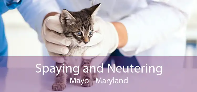 Spaying and Neutering Mayo - Maryland