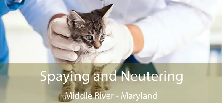 Spaying and Neutering Middle River - Maryland