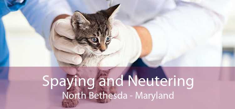 Spaying and Neutering North Bethesda - Maryland