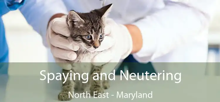 Spaying and Neutering North East - Maryland