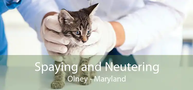 Spaying and Neutering Olney - Maryland