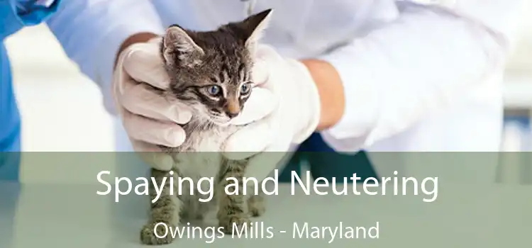 Spaying and Neutering Owings Mills - Maryland