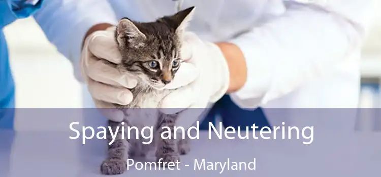 Spaying and Neutering Pomfret - Maryland