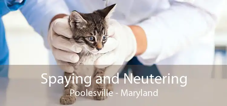 Spaying and Neutering Poolesville - Maryland