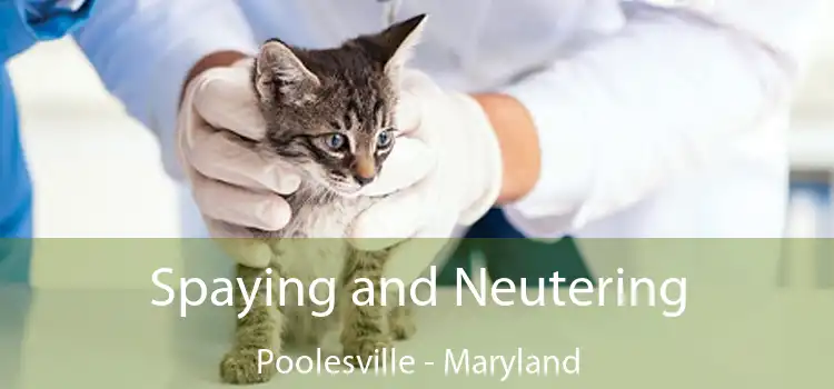 Spaying and Neutering Poolesville - Maryland