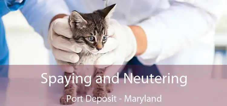 Spaying and Neutering Port Deposit - Maryland