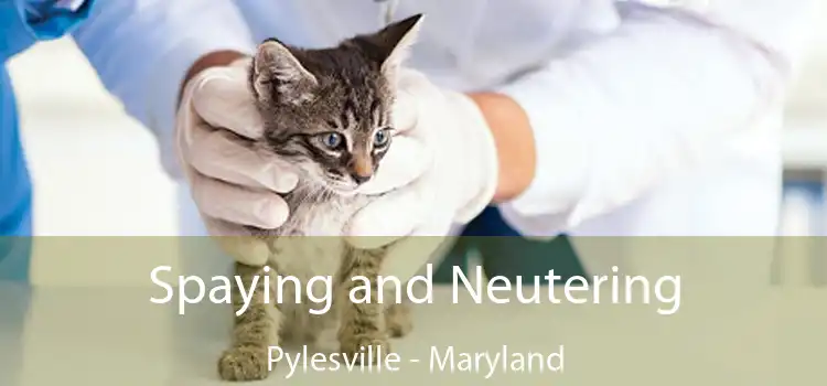 Spaying and Neutering Pylesville - Maryland