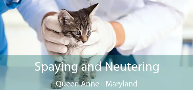 Spaying and Neutering Queen Anne - Maryland