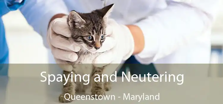 Spaying and Neutering Queenstown - Maryland