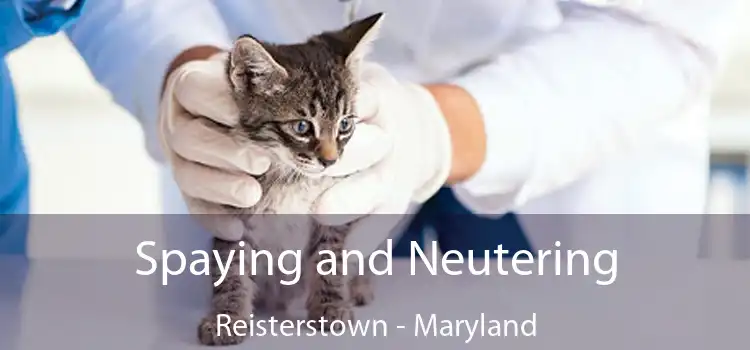 Spaying and Neutering Reisterstown - Maryland