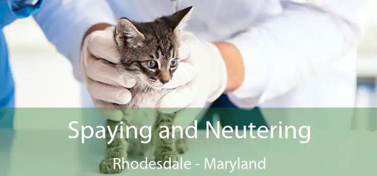 Spaying and Neutering Rhodesdale - Maryland