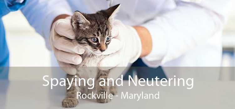 Spaying and Neutering Rockville - Maryland