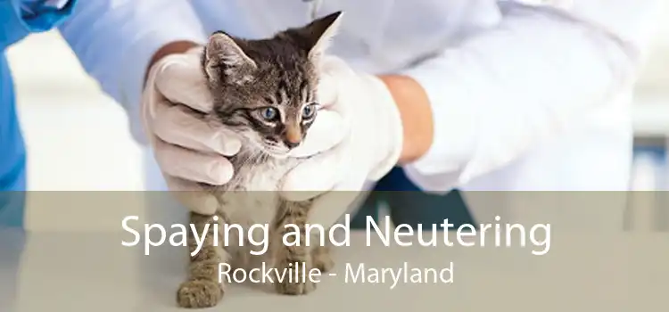 Spaying and Neutering Rockville - Maryland