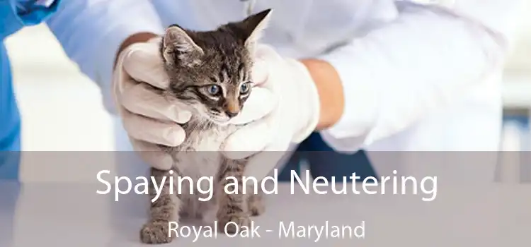 Spaying and Neutering Royal Oak - Maryland