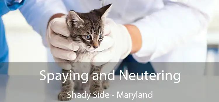 Spaying and Neutering Shady Side - Maryland