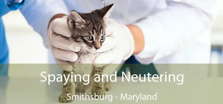 Spaying and Neutering Smithsburg - Maryland