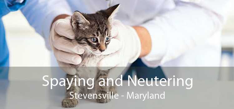 Spaying and Neutering Stevensville - Maryland