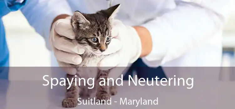 Spaying and Neutering Suitland - Maryland