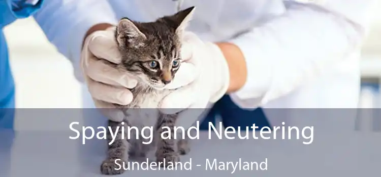 Spaying and Neutering Sunderland - Maryland