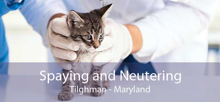 Spaying and Neutering Tilghman - Maryland
