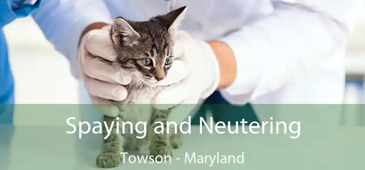 Spaying and Neutering Towson - Maryland