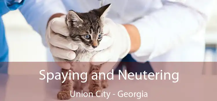 Spaying and Neutering Union City - Georgia