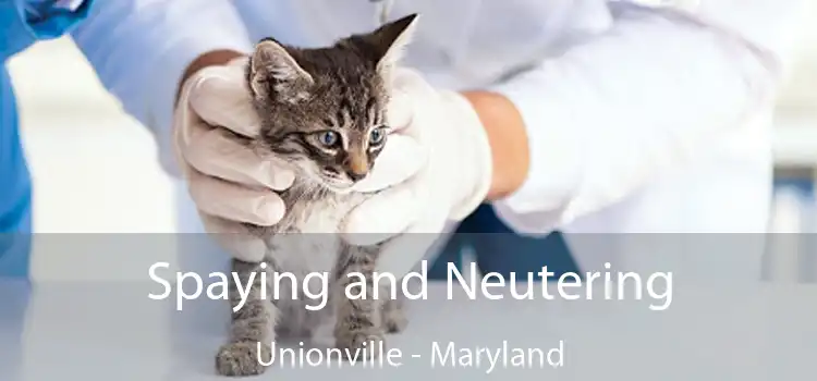 Spaying and Neutering Unionville - Maryland