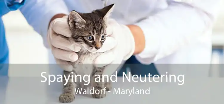 Spaying and Neutering Waldorf - Maryland